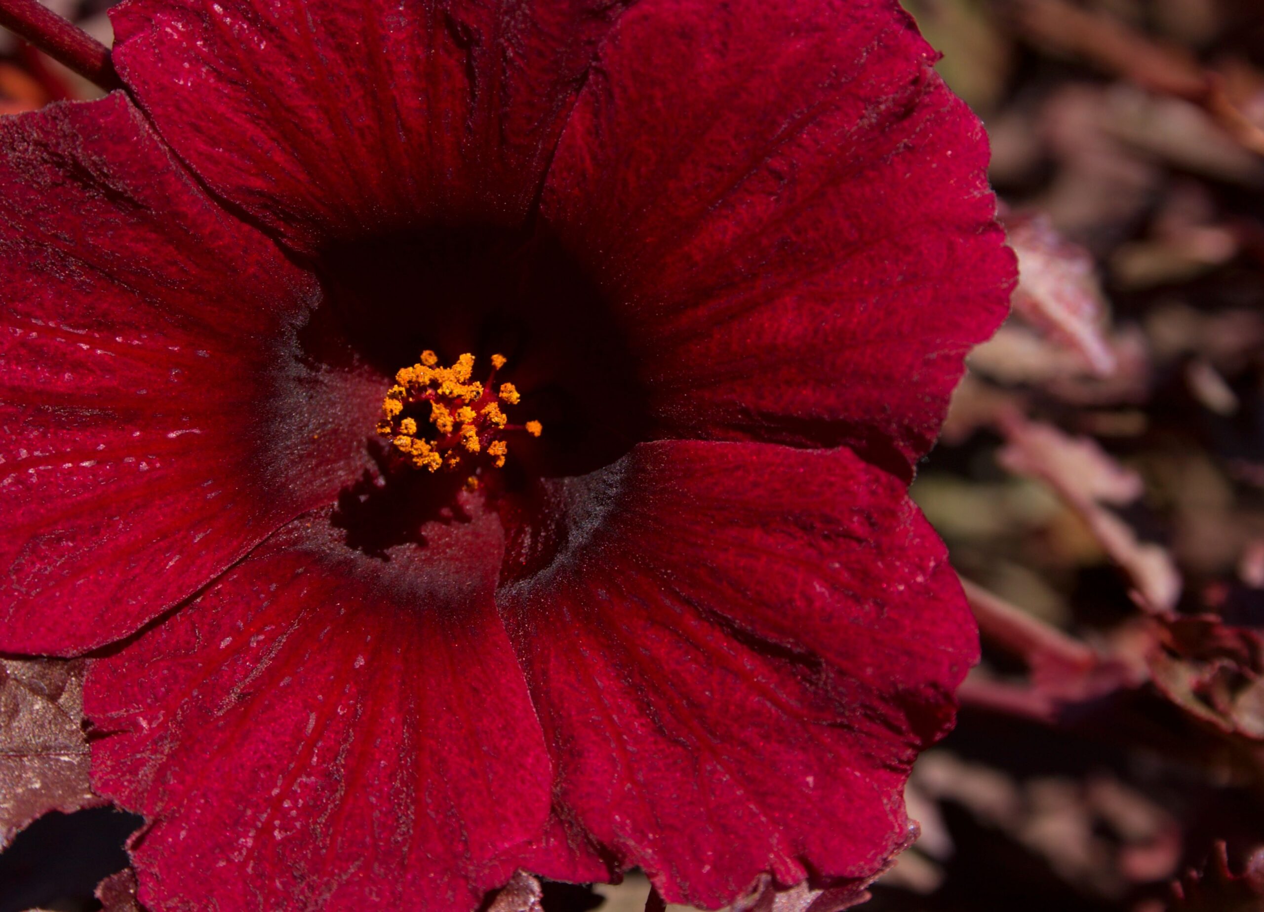 10 Datos Fascinantes Sobre la Flor de Jamaica que Debes Conocer
